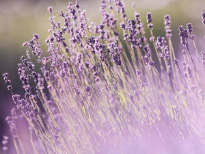 Ce este lavanda și ce o face atât de specială pentru noi